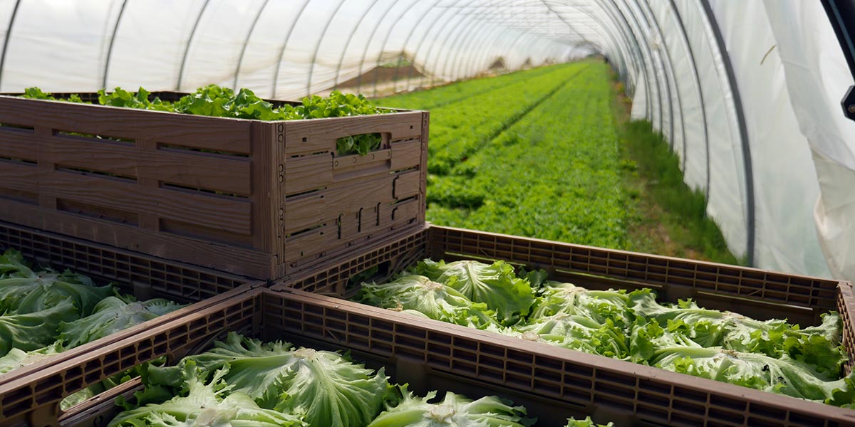 Tosca rivoluziona la supply chain alimentare con imballaggi riutilizzabili e smart